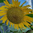 @sunflower7921