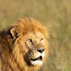 kinglioncrown