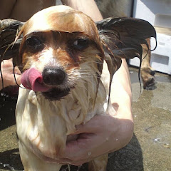 どぶいぬ dobuinu