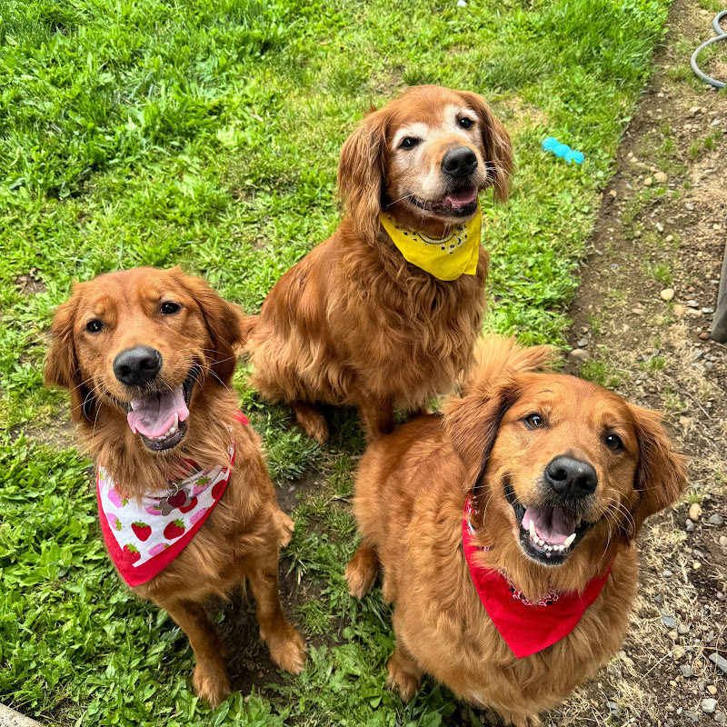 The Golden Marshmallows