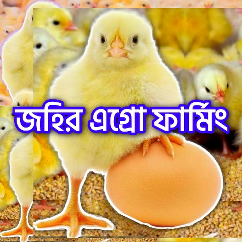 ajker murgir bazar আজকের মুরগির বাজার