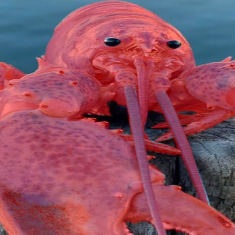 Red Lobstr