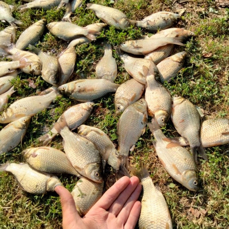 Fish_tv44
