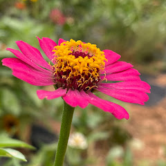 Natalie牵着蜗牛去散步アイコン画像