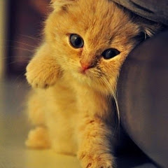 Channel thumbnail for Redouane Ez-ziani