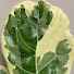 _uUXKVHMTAY-channel-avatar-All Houseplants