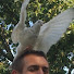 0tIDWWqXTGQ-channel-avatar-Rocky Ridge Pigeons