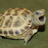 5VcSonvYM7Q-channel-avatar-Turtle Master