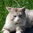 DMMqKbVqC4A-channel-avatar-ボス猫