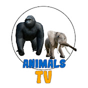 Animals TV
