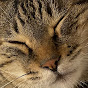 Katsuo the cat