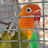 @myadorablebirds