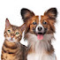 4V_pvkO4vUk-channel-avatar-Cute Pets