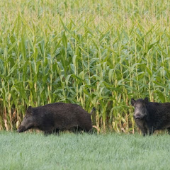 Top Wild Boar Hunts- Farming and Agriculture Image Thumbnail