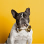 Doggy Drifts Avatar