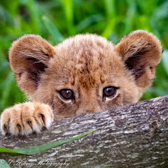 Kruger's Wildlife Diary Avatar