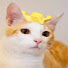 FvE2PAomhy0-channel-avatar-Dimfify