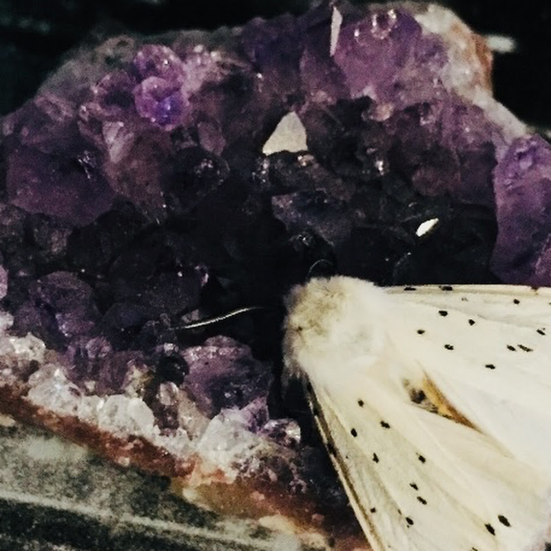 Fossil & crystal madness