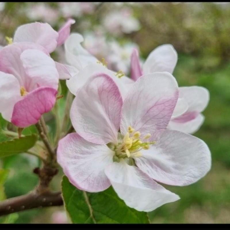 apple garden