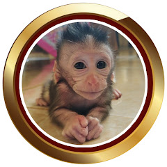 Monkey Bubu net worth