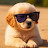 @SOCUTE_PUPPY