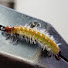 EE6FPt_1Y64-channel-avatar-Fly Tying Zone by Dave Hise