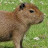 @Capybara-vr1