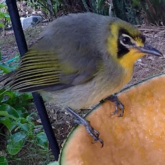 ミッチーの母島観光&料理教室
