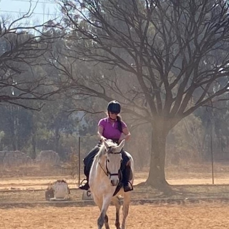 🦄 Horses Horses Horses 🦄