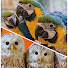 HSN0SpYKfJ0-channel-avatar-鳥のいるカフェ