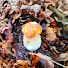 yzkzW2IynnU-channel-avatar-The 3rd Mushroom