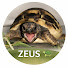 pwrd2Xd2lPU-channel-avatar-Zeus the Tortoise