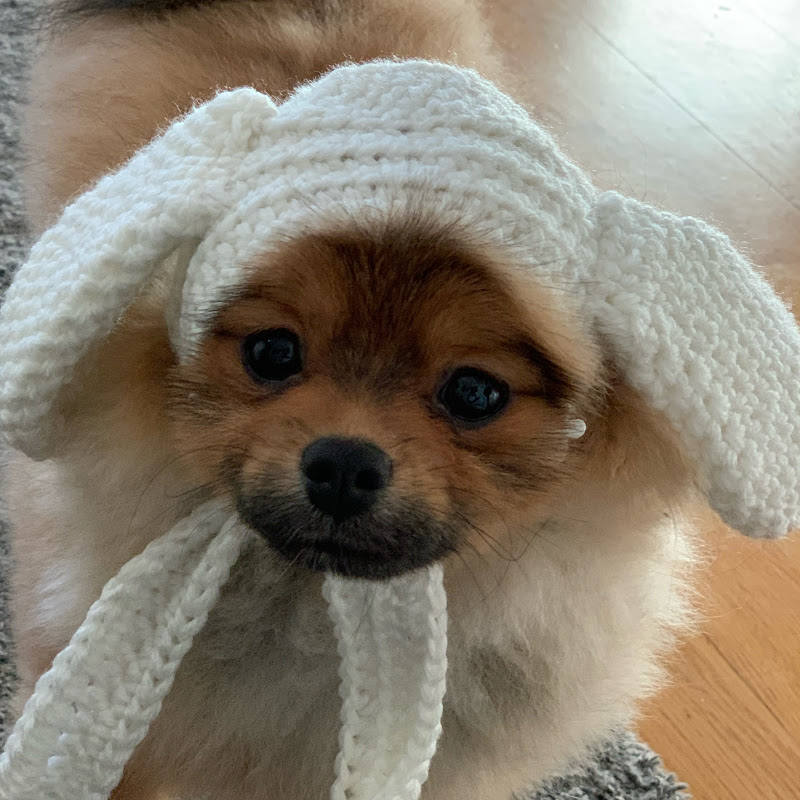 Hendo pomeranian puppy