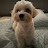 @달콩쁘띠아빠