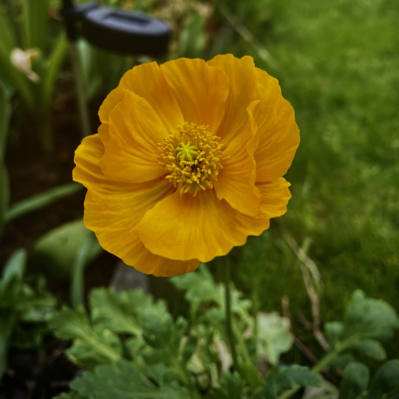Diana_paradise garden
