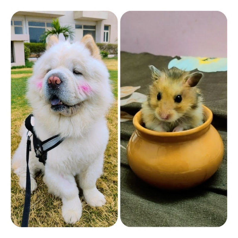 kittu & John cena vlogs 🐶🐹