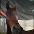 cuEH0isoKJY-channel-avatar-REYES DEL CABALLO PARQUEADO 🤠