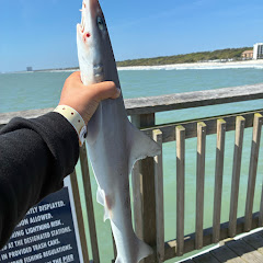 Slipperyshark