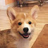 9A5nfELMKm4-channel-avatar-Corgi Pup