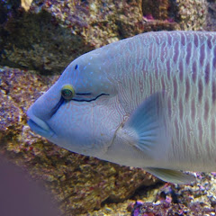 ねことさかな。