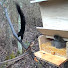 bRaML95_v28-channel-avatar-Squirrel Adventures