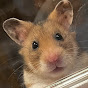 ハムスターの日常🐹のチャンネルアイコン