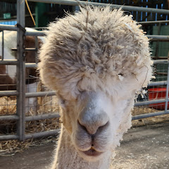 Traveller channel thumbnail