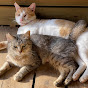 たぬこねこねこ保護猫計画
