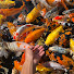 FhhJhiF4mqk-channel-avatar-YenFishing3