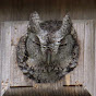 Eastern Screech Owl Nest Box logo