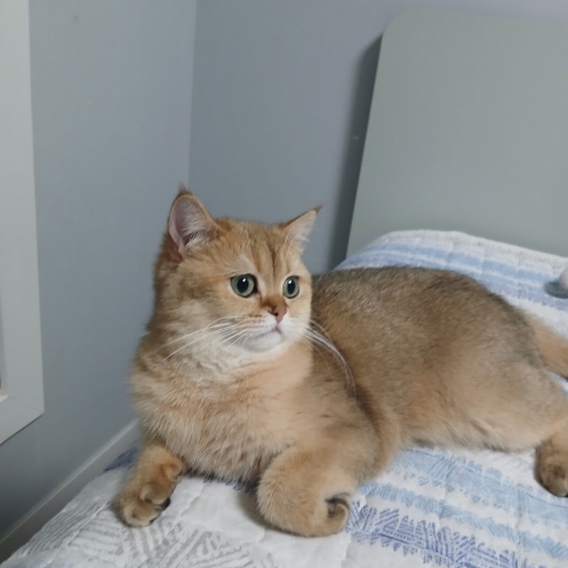 귀여운 고양이cute cat