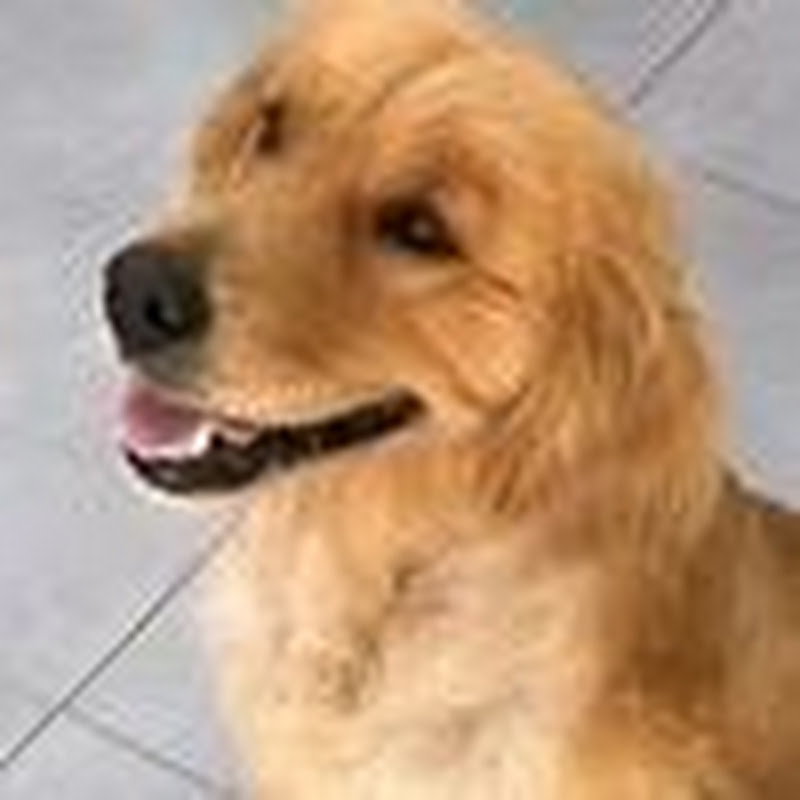 河边流浪的小金毛