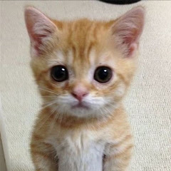 kitty's