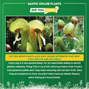 Santhi Online Plants YouTube channel